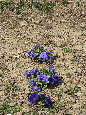 pansy mulched